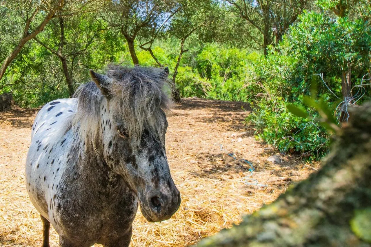 Finca Putxet D'En Robi Sineu By Mallorca Villa Selection
